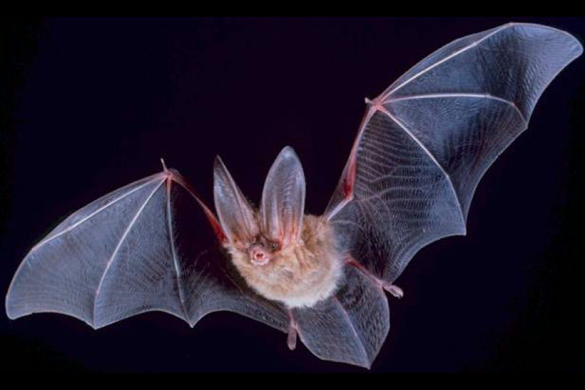 Townsend-Langohr (Corynorhinus townsendii)