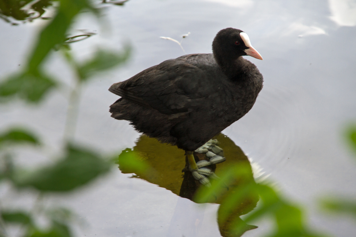 Blässhuhn (Fulica atra)