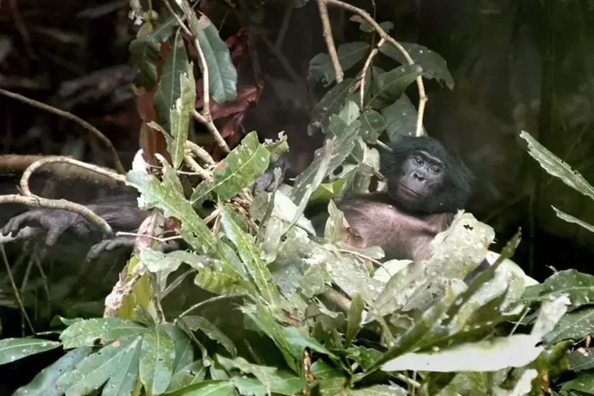 Bonobos