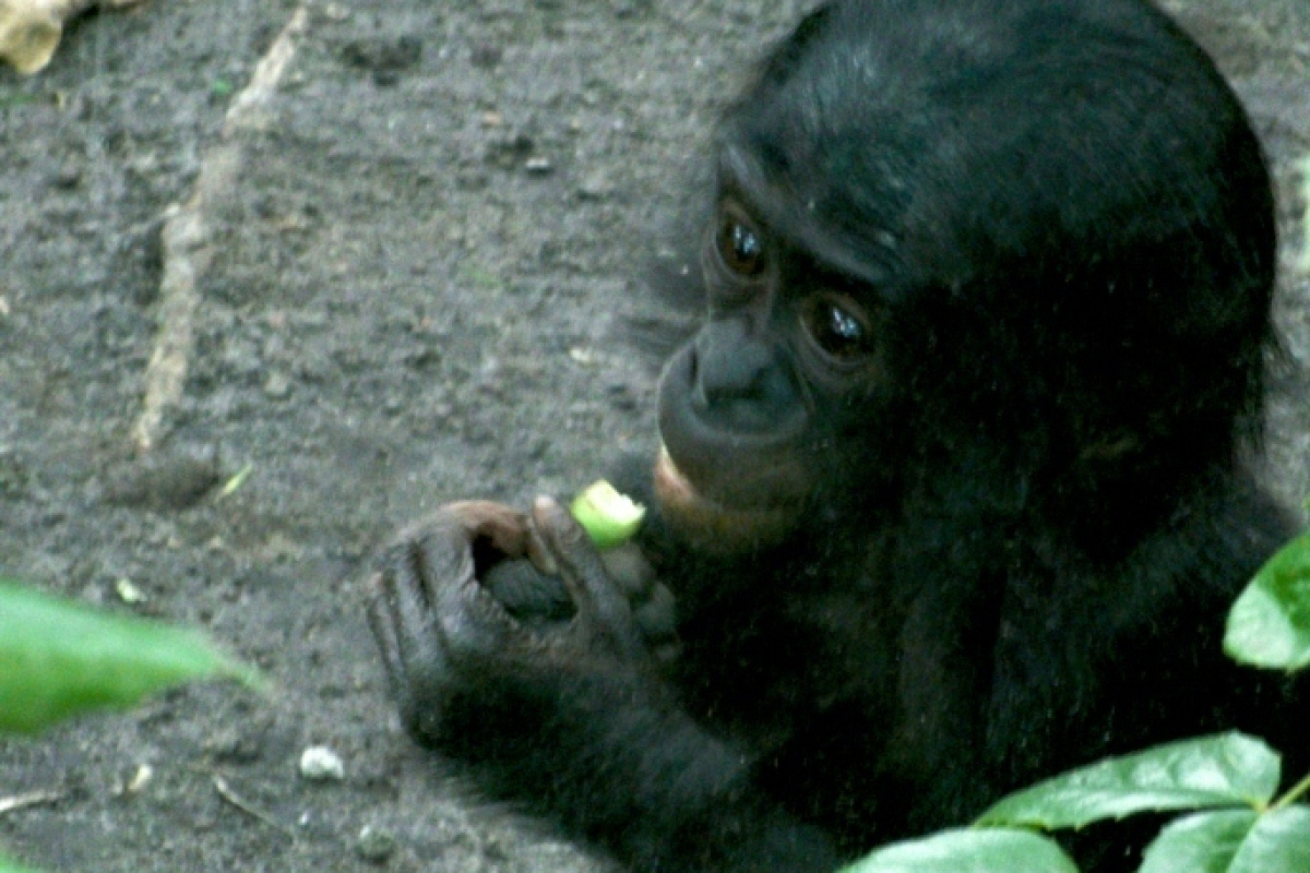 Bonobo-Mädchen im Berliner Zoo
