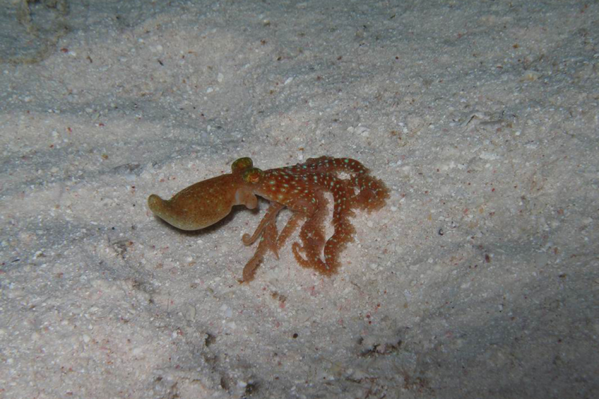 Callistoctopus sp. , neu entdeckt im Roten Meer