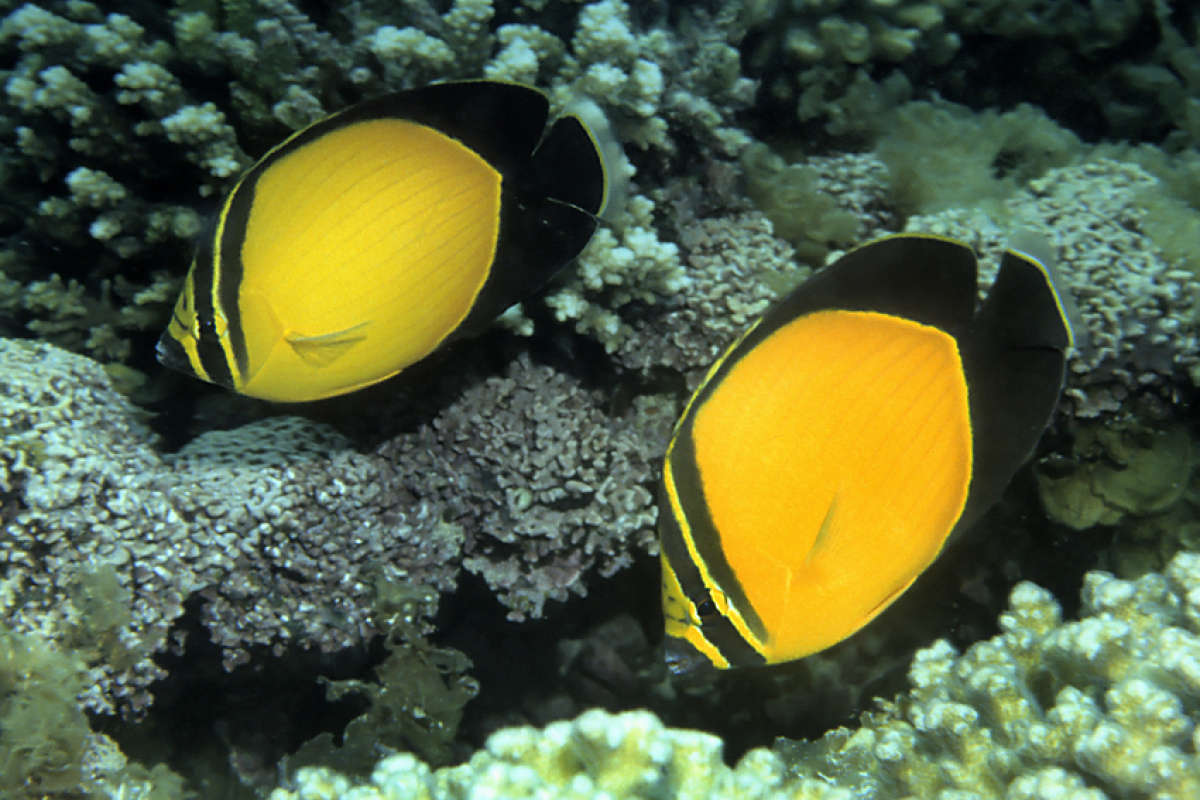 Die schönste Falterfischart im gesamten Indik, hier vor Oman, Chaetodon melapterus