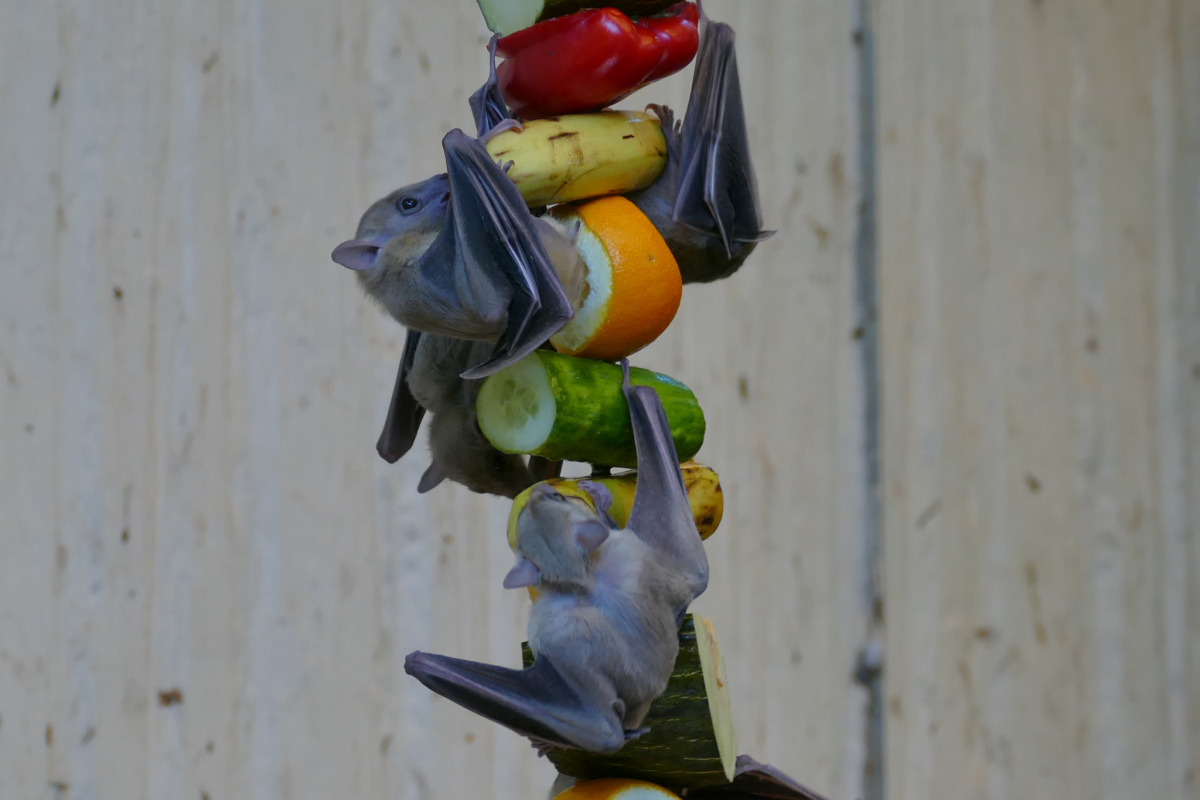 Herbivore Fledermäuse