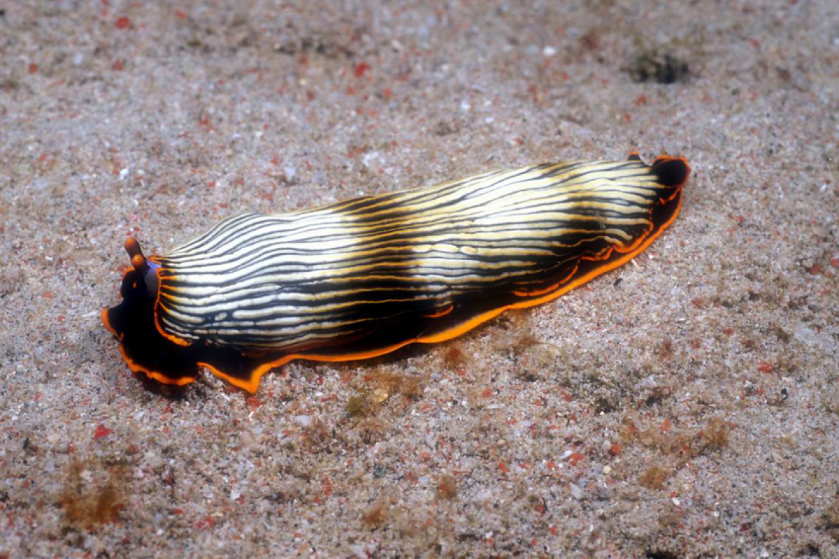 Furchenschnecke vor Indonesien
