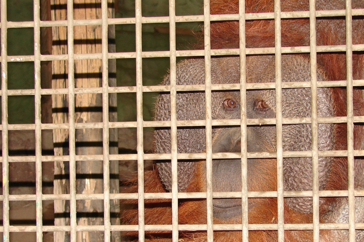 Orang-Utan hinter Gittern.