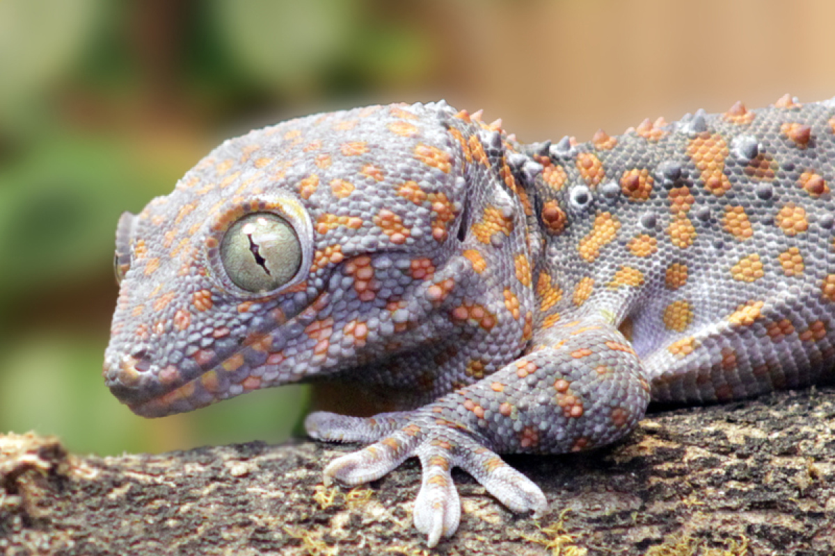 Ähnlich wie Vögel und Säugetiere verfügen Geckos über ein komplexes Kommunikationssystem