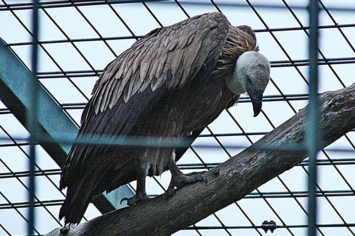 Flügelbeschnittener Geier im Zoo