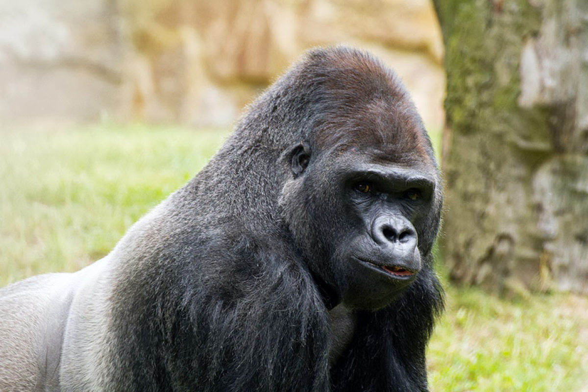 Westlicher Flachlandgorilla