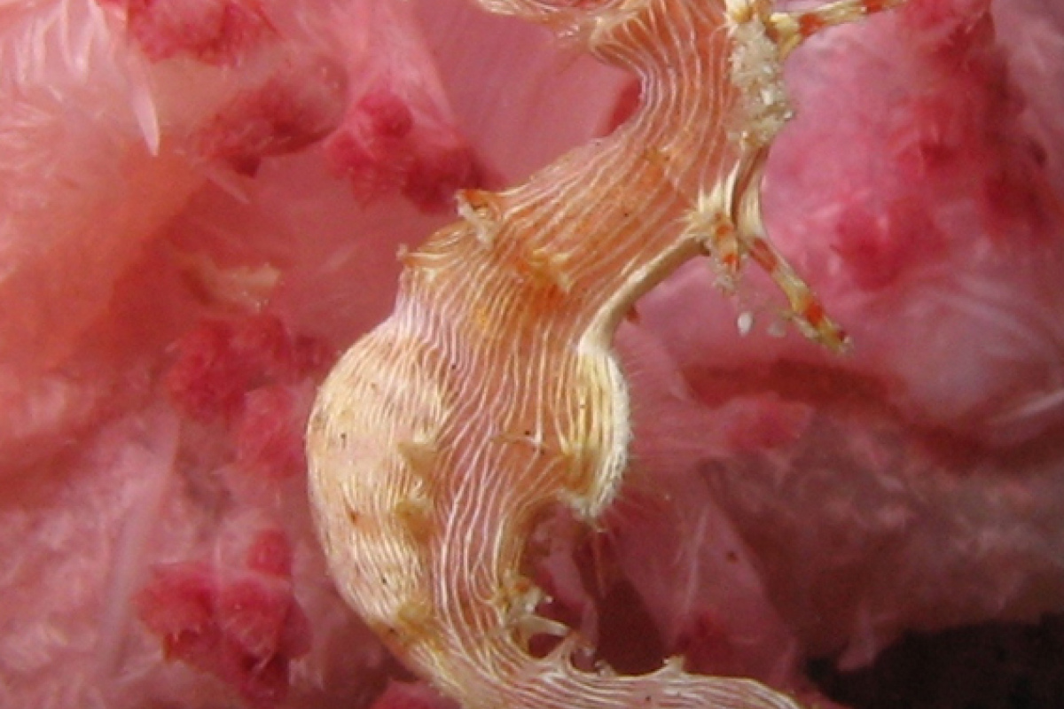 Hippocampus debelius, männlich
