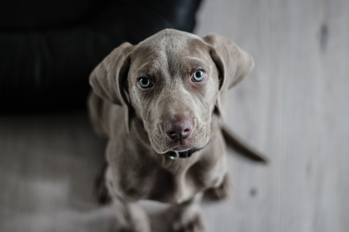 Brauchen ein Hund mit solchen Augen göttlichen Segen?