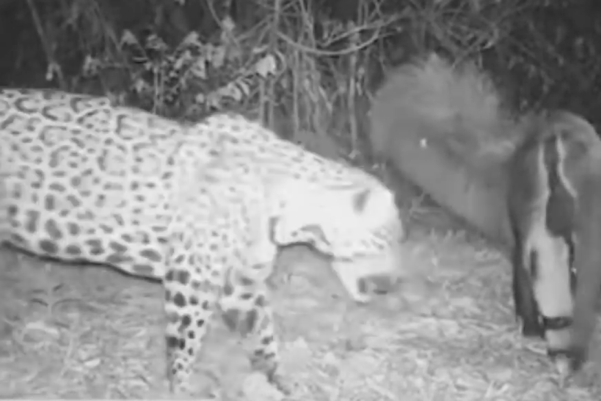 Jaguar vs. Ameisenbär (Screenshot)