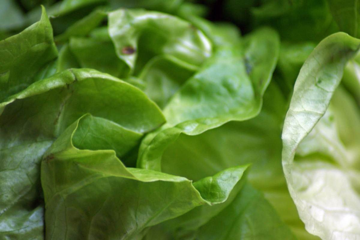 Salat
