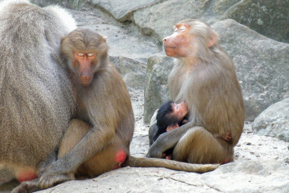 Mantelpaviane im Berliner Zoo