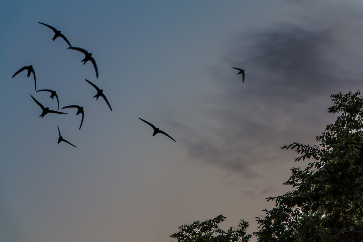 Mauersegler im Abendlicht