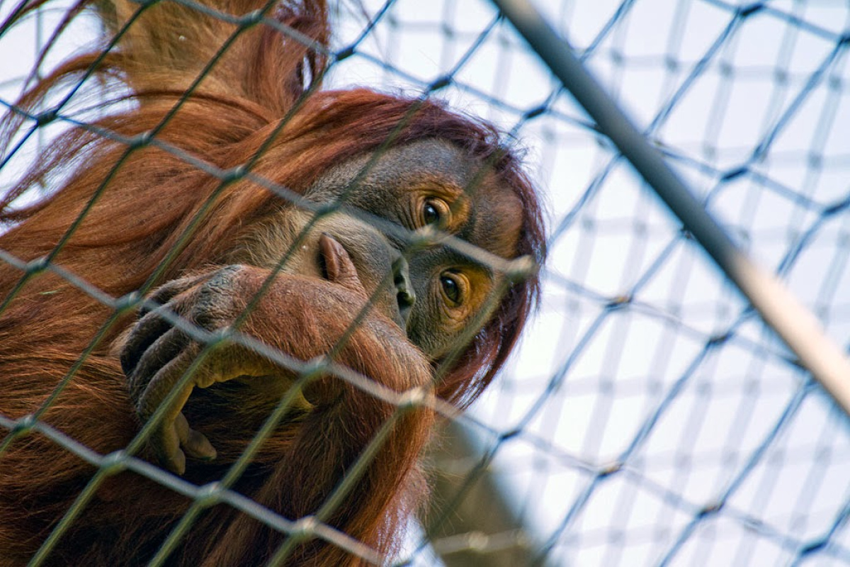 Orang-Utan