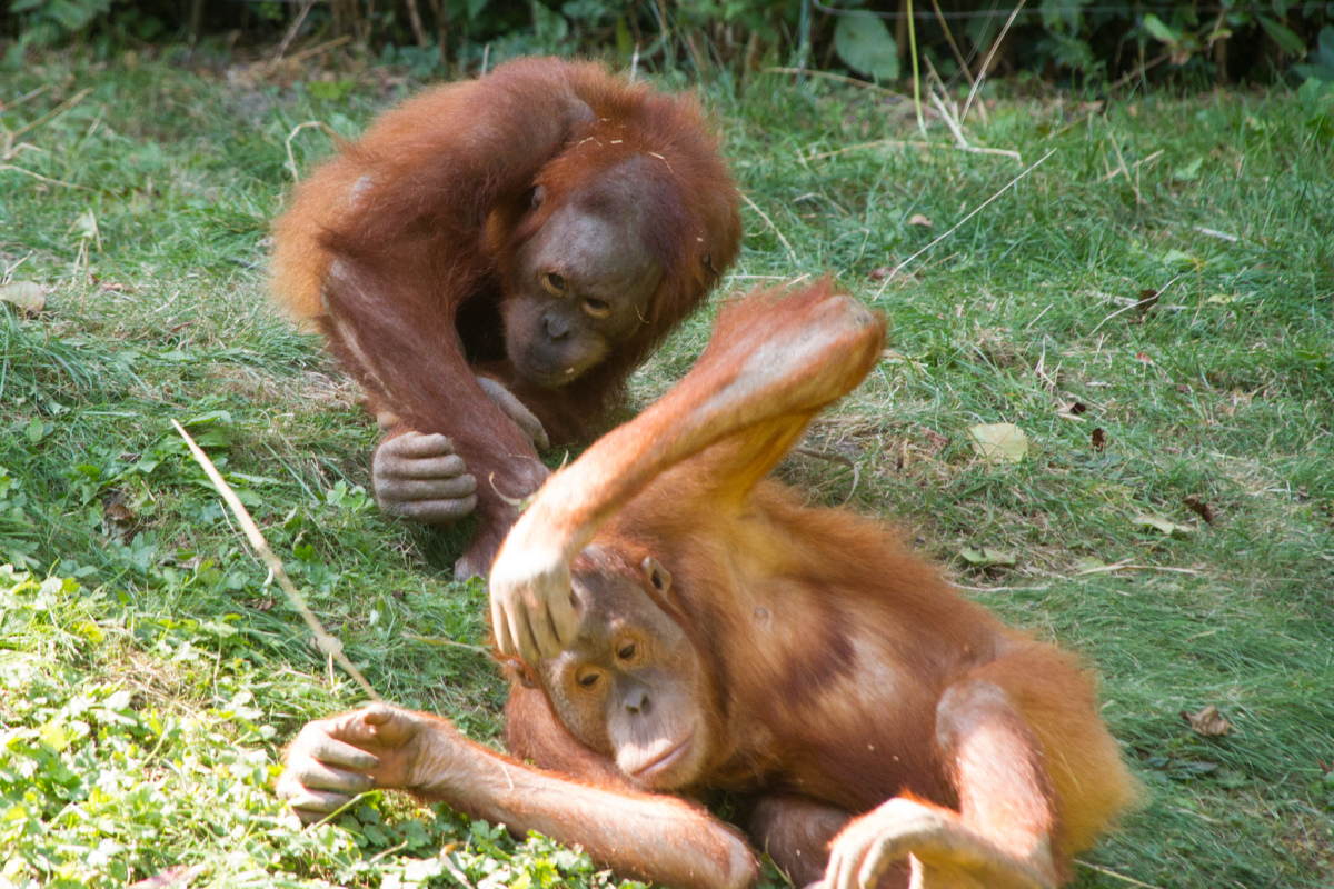 Orang-Utans