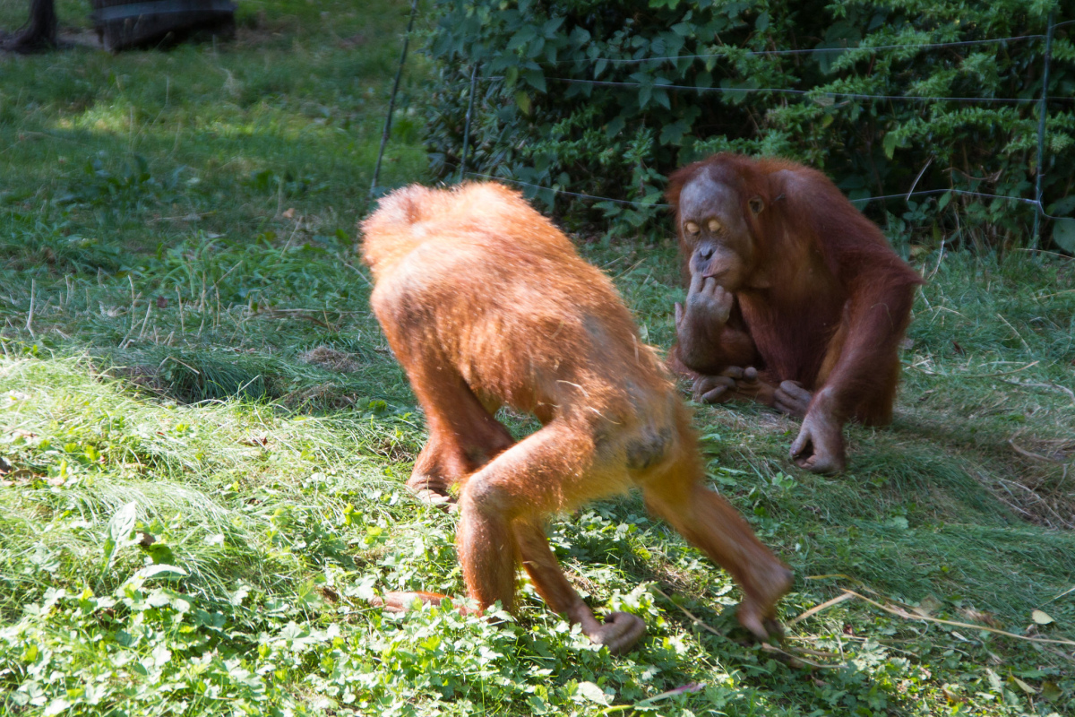 Orang-Utans