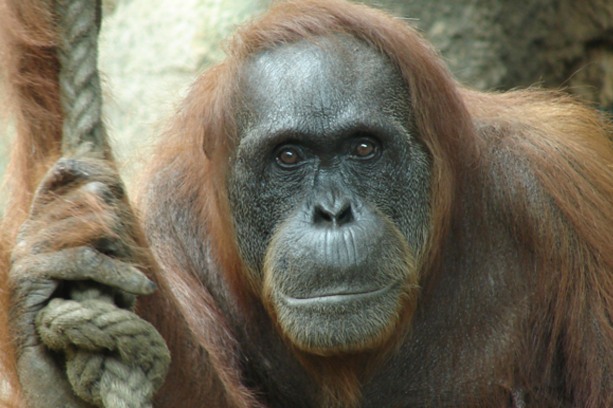 Oran Utan