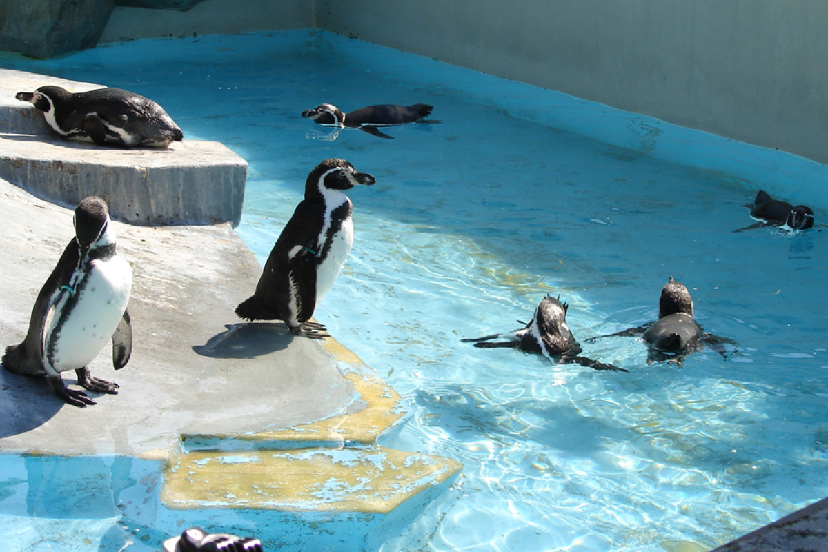 "Warum haben Pinguine einen Frack an?" (Zoo Köln)