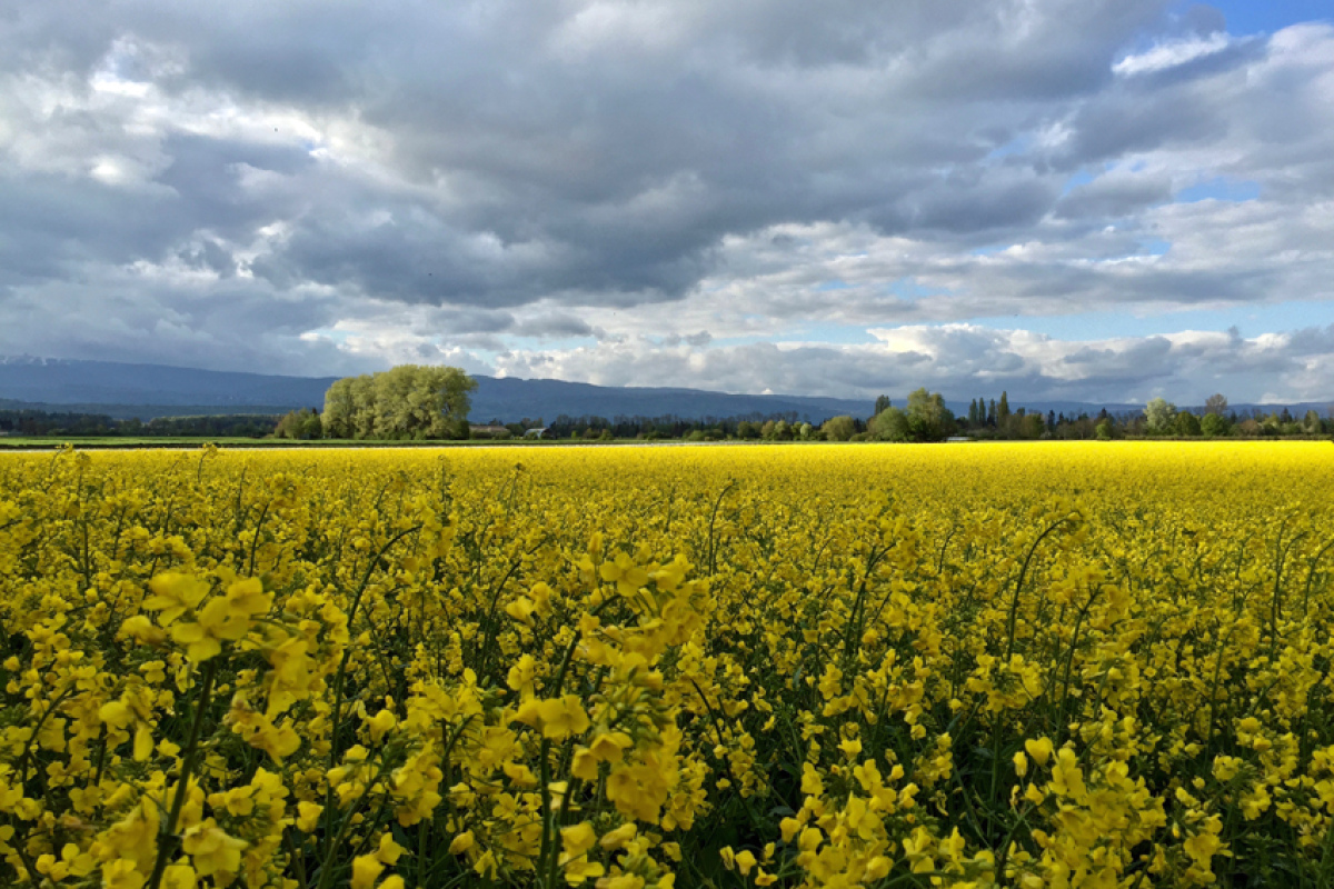 Rapsfeld
