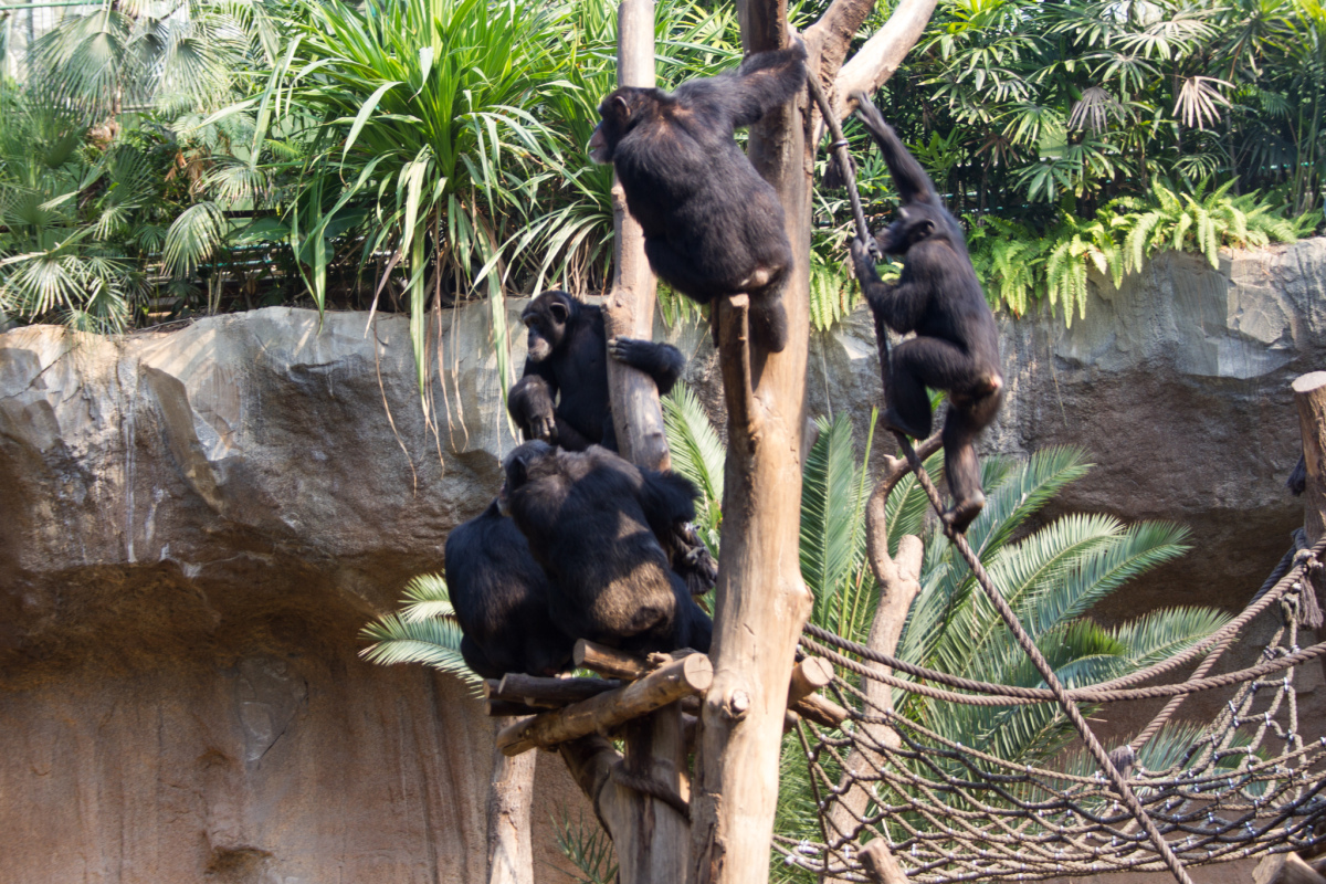 Schimpansengruppe im Zoo Leipzig