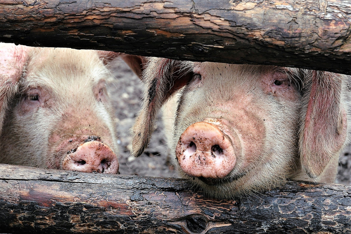 Früher hat er sich um seine Schäfchen gekümmert; jetzt um Schweine.