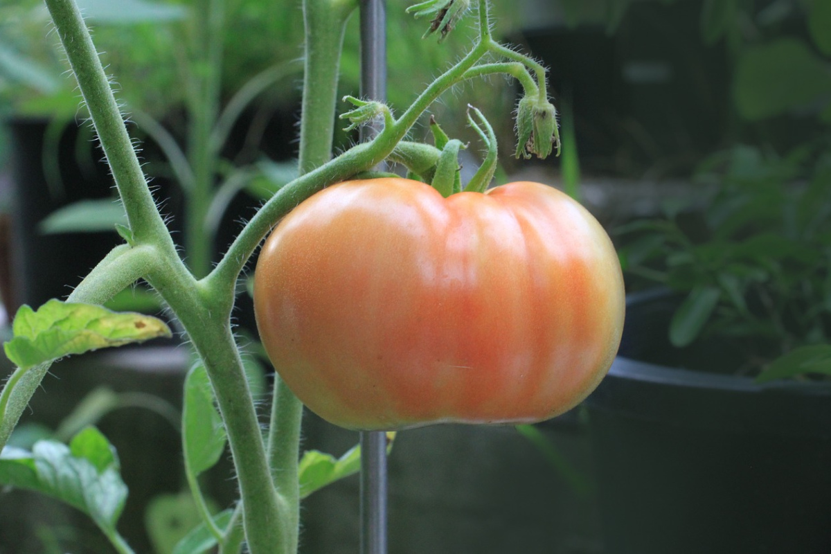 Tomate