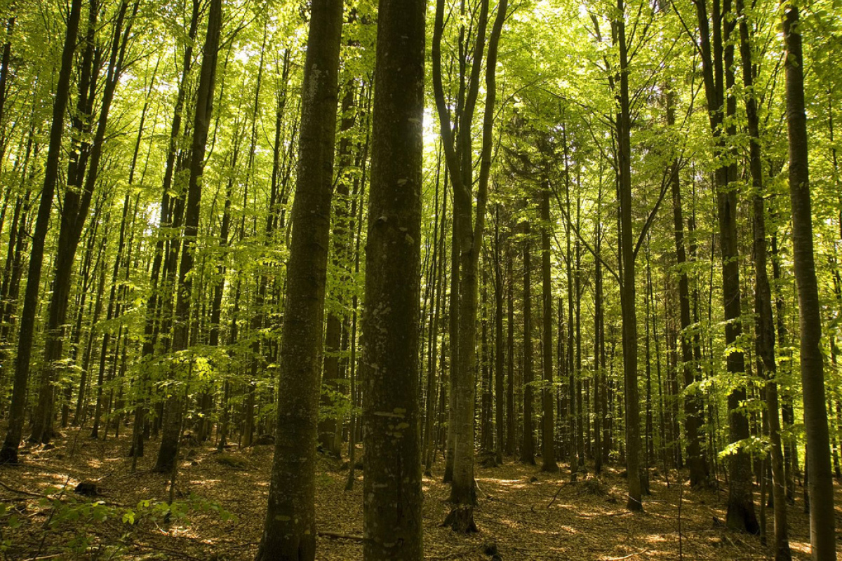 Irgendwo in diesem Wald verläuft die grüne Grenze zwischen Bayern (Deutschland) und Österreich