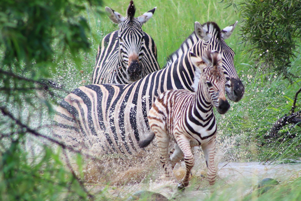 Zebras legen bis zu 500 Kilometer zurück