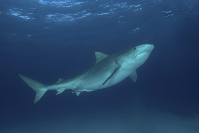 Tigerhai, Galeocerdo cuvier, Hawaii