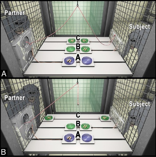 Aufbau des Verhaltensexperiments: (A) Ausgangssituation: Aus der Perspektive des Teilnehmers ("Subject") kann sich der Partner für Option A entscheiden, bei der nur der Partner selbst Futter erhält, oder für die Option B/C, in der der Partner dem Teilnehmer die Wahl der Futterverteilung überlässt und dabei riskiert, selbst leer auszugehen. (B) Endposition: Der Partner hat sich für die Option B/C entschieden. Sein Gegenüber belohnt diese Gefälligkeit, indem er sich für Option C entscheidet, bei der beide Tiere Futter erhalten. © MPI f. evolutionäre Anthropologie