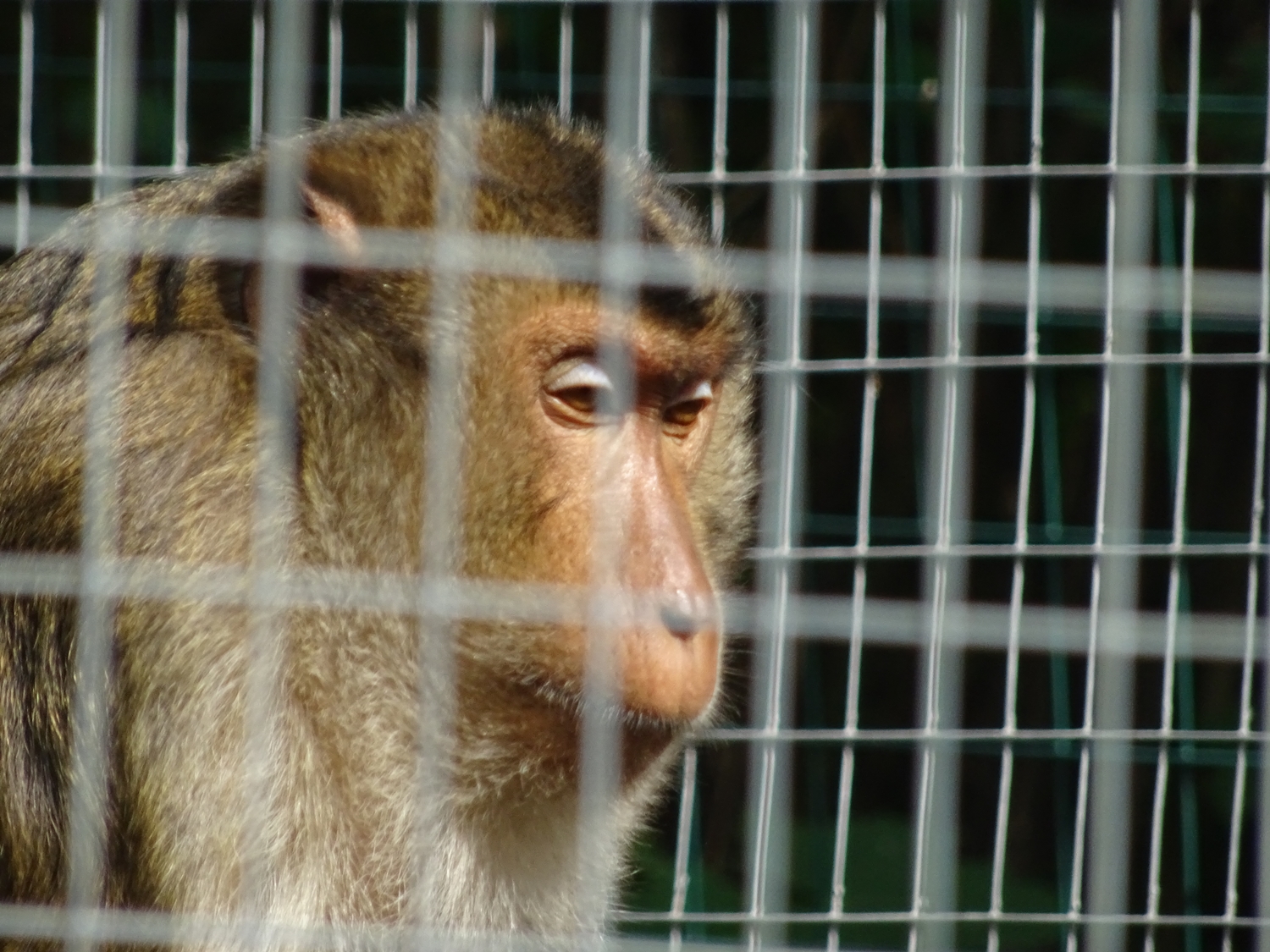 Dem Teuffel unterworffen: Schweinsaffe, Foto: Archiv GAP